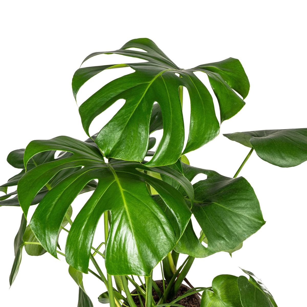 Monstera Deliciosa Tauerii met mand, groene bladeren