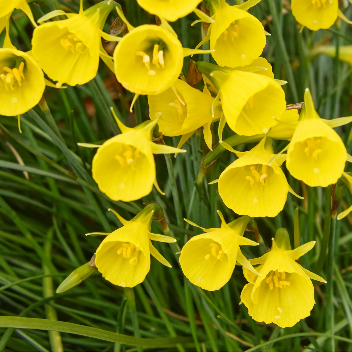 Narcis 'Golden Bells' bloembollen, gele klokjes, 25 stuks, plant in pot