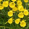 Narcis Golden Bells 25 stuks