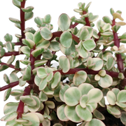 Portulacaria afra Variegata