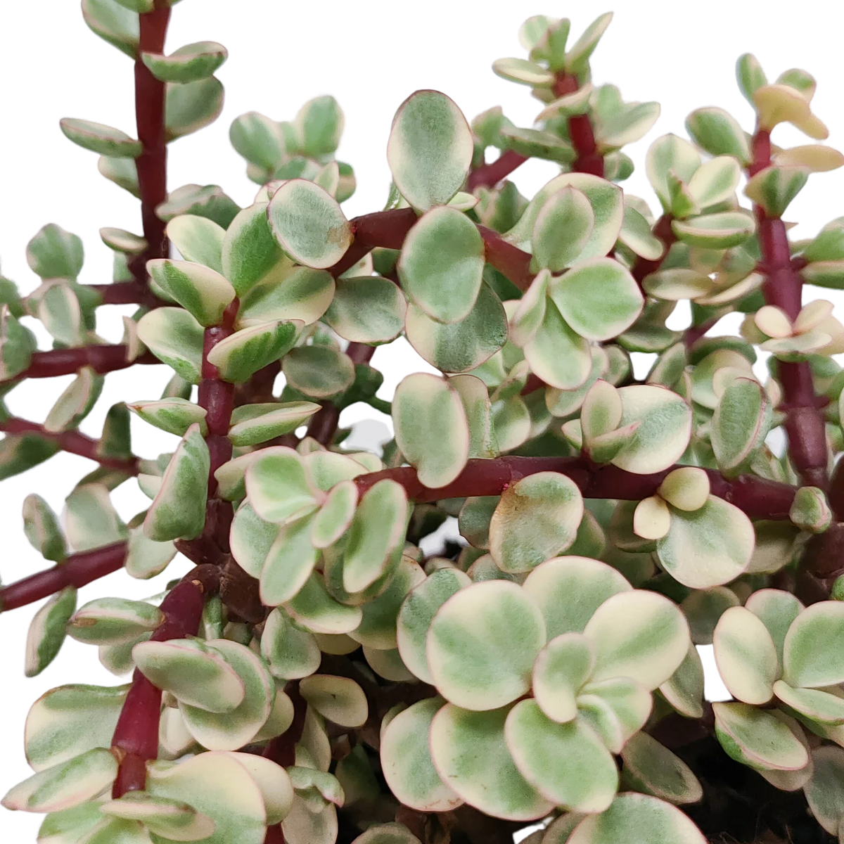 Portulacaria afra Variegata, plant in pot