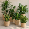 Schaduwplanten pakket | 6 planten voor weinig licht