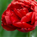 Tulpenbollen Bombastic Red, rode pioentulp, 20 stuks, plant in pot