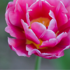 Tulpenbollen Columbus, roze-witte pioentulp, 20 stuks, groene bladeren