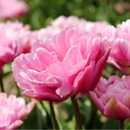 Tulpenbollen Columbus, roze-witte pioentulp, 20 stuks, plant in pot