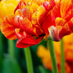 Tulpenbollen Gudoshnik Double – 20 Stuks Maat 11/12, groene bladeren