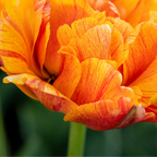 Tulpenbollen Gudoshnik Double – 20 Stuks Maat 11/12, detail van het blad