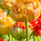 Tulpenbollen Gudoshnik Double – 20 Stuks Maat 11/12, plant in pot