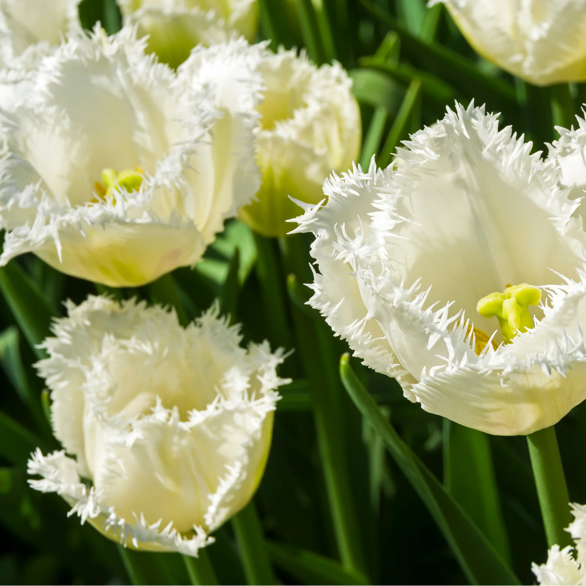 Tulpenbollen Honeymoon Maat 11/12, groeiwijze van de plant