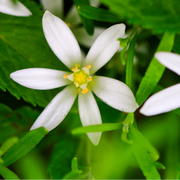 Vogelmelk Ornithogalum bloembollen, witte sterren, 30 stuks