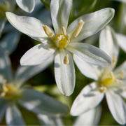 Vogelmelk Ornithogalum bloembollen, witte sterren, 30 stuks