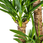 Yucca Elephantipes met mand, kenmerkend blad