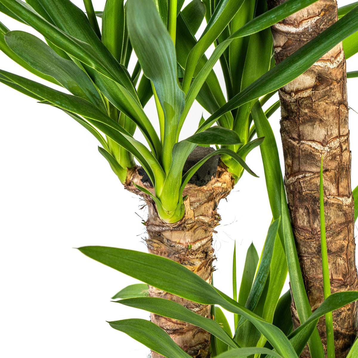 Yucca Elephantipes met mand, kenmerkend blad