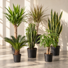 Zonplanten pakket | 6 planten voor een zonnige plek