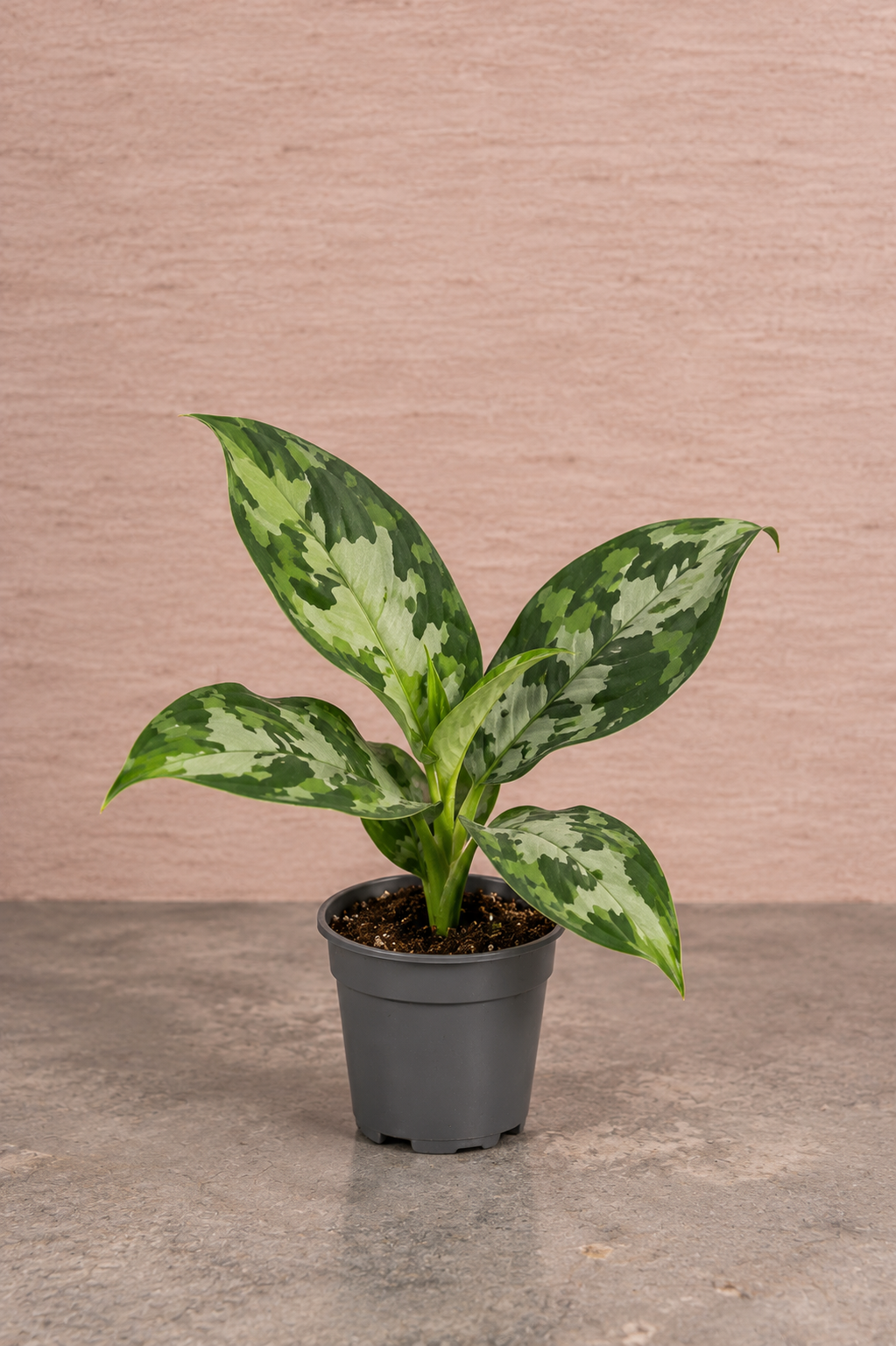 Aglaonema pictum Tricolor camouflageplant in pot tegen een zachtroze beige muur