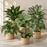 Badkamerplanten pakket | 6 planten met mand