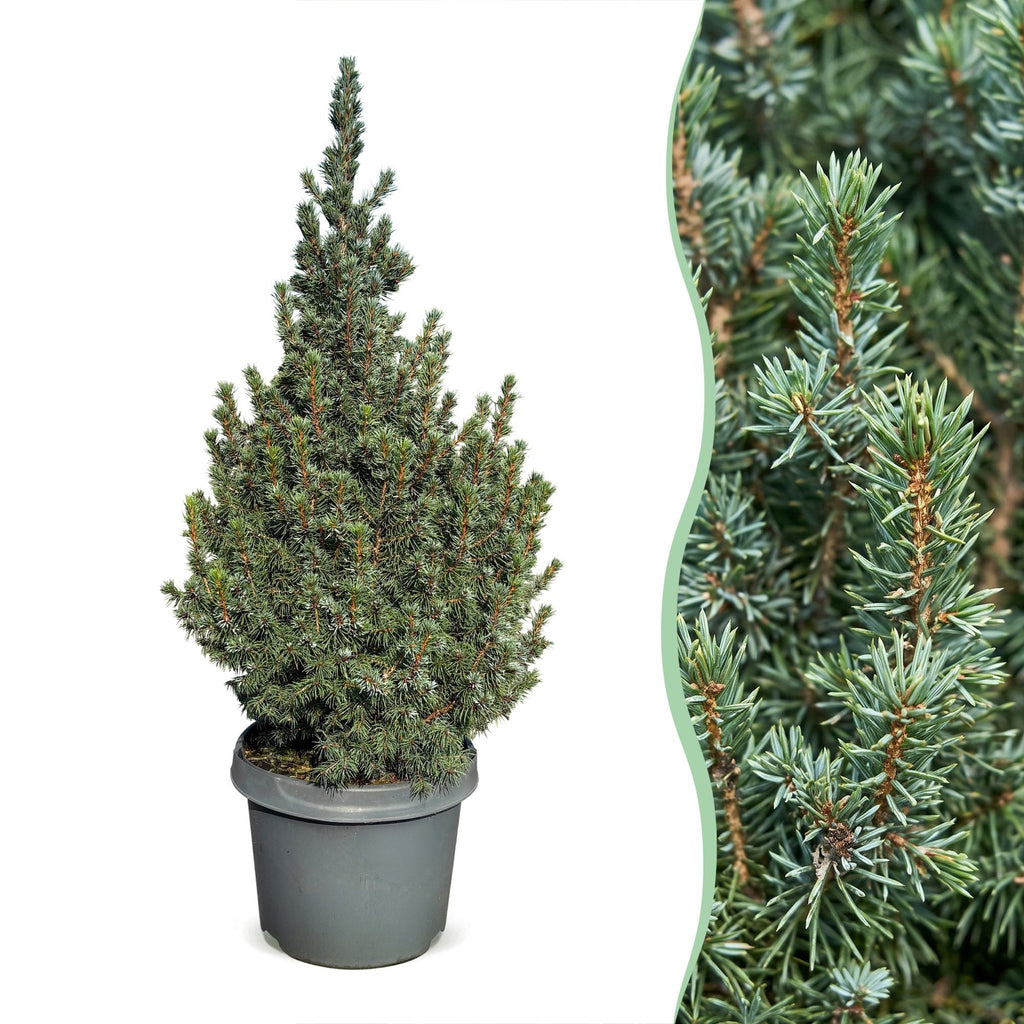 Blauwe kegelspar Picea glauca Sander's Blue