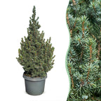 Blauwe kegelspar Picea glauca Sander's Blue