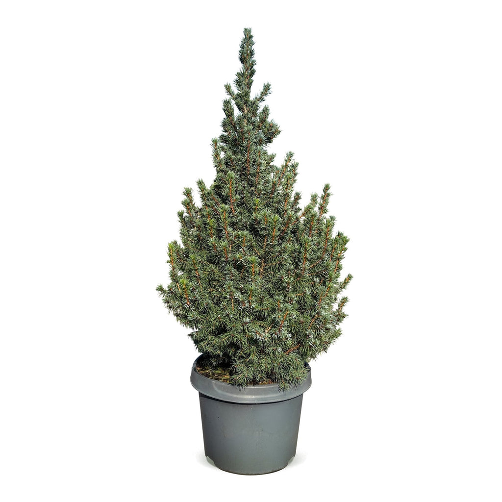 Blauwe kegelspar als kerstboom