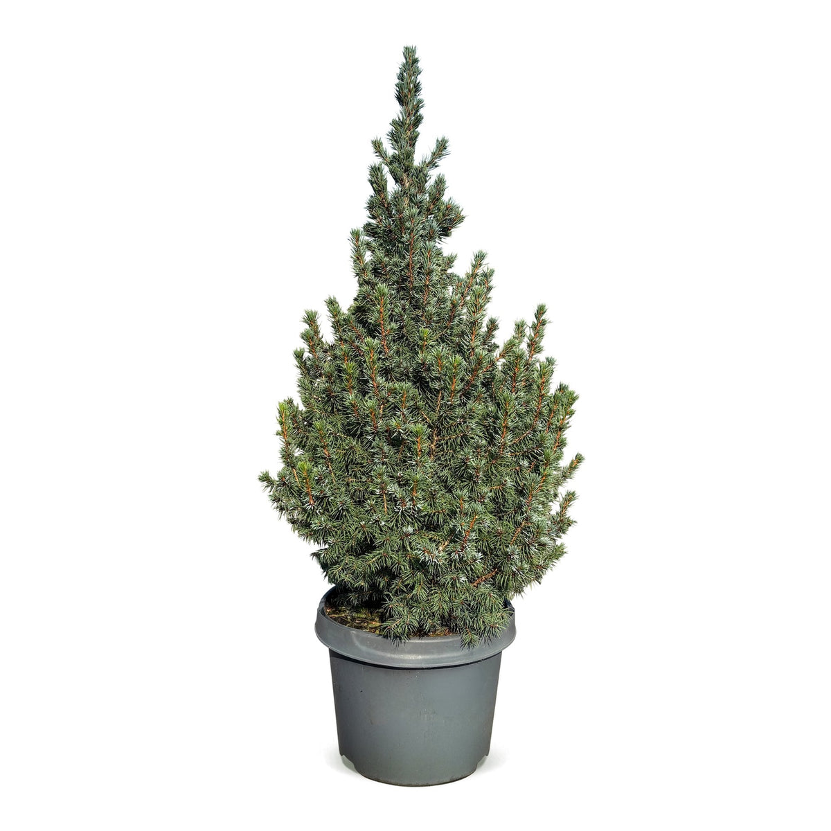 Blauwe kegelspar als kerstboom