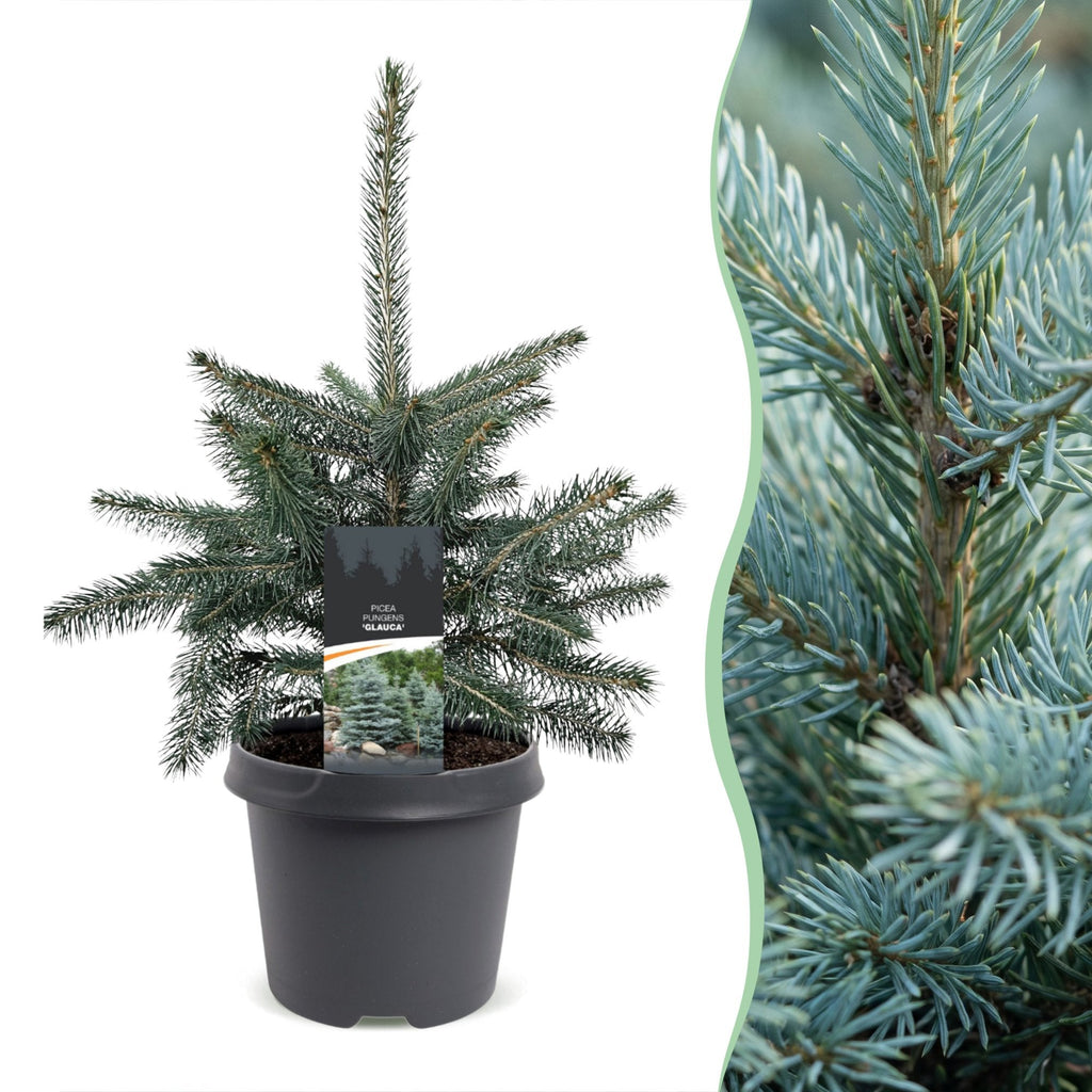 Blauwe spar Picea pungens Glauca