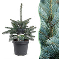 Blauwe spar Picea pungens Glauca