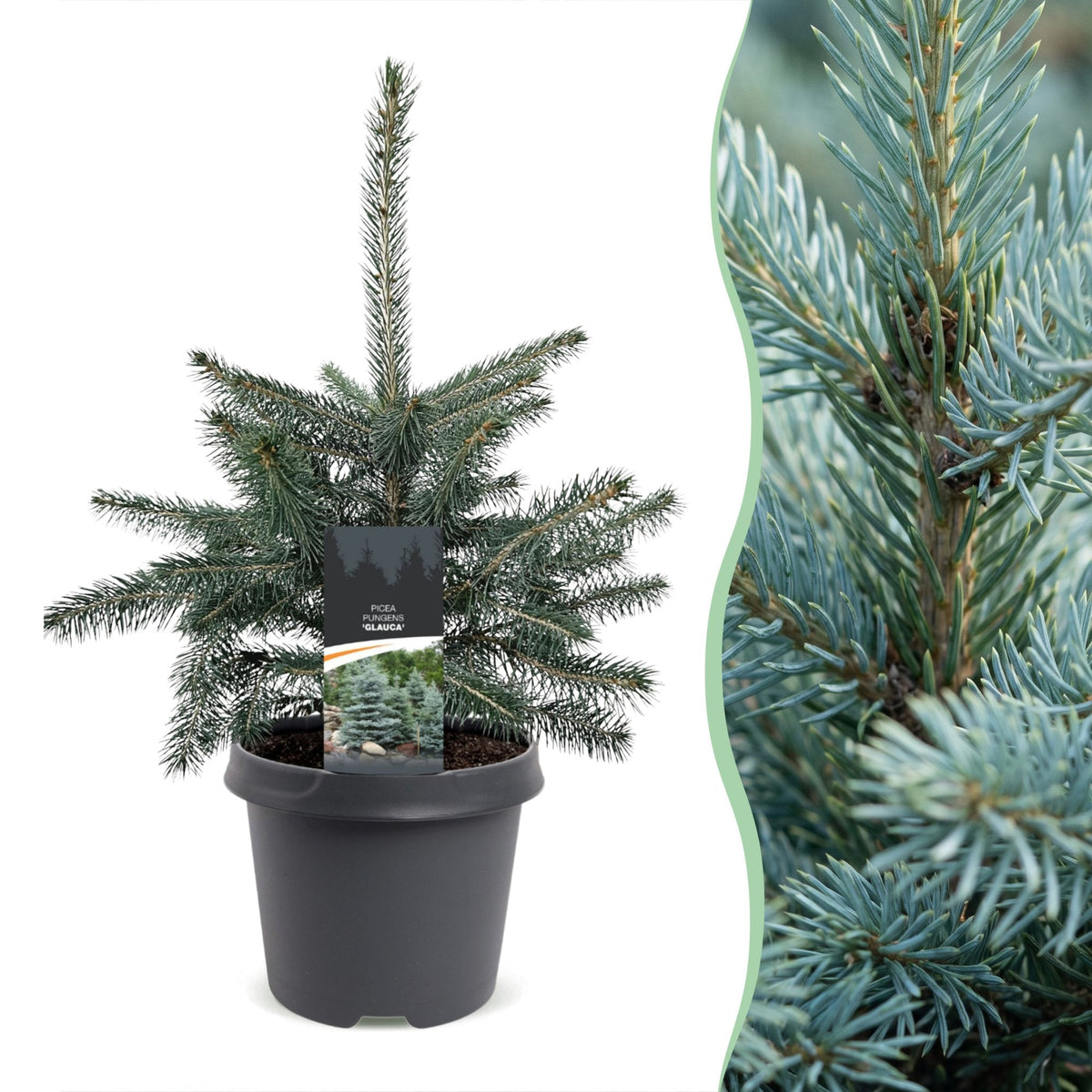 Blauwe spar Picea pungens Glauca