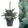 Blauwe spar Picea pungens Glauca