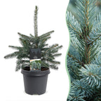 2 blauwe sparren