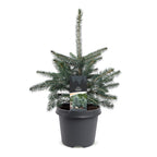 Blauwe spar als kerstboom