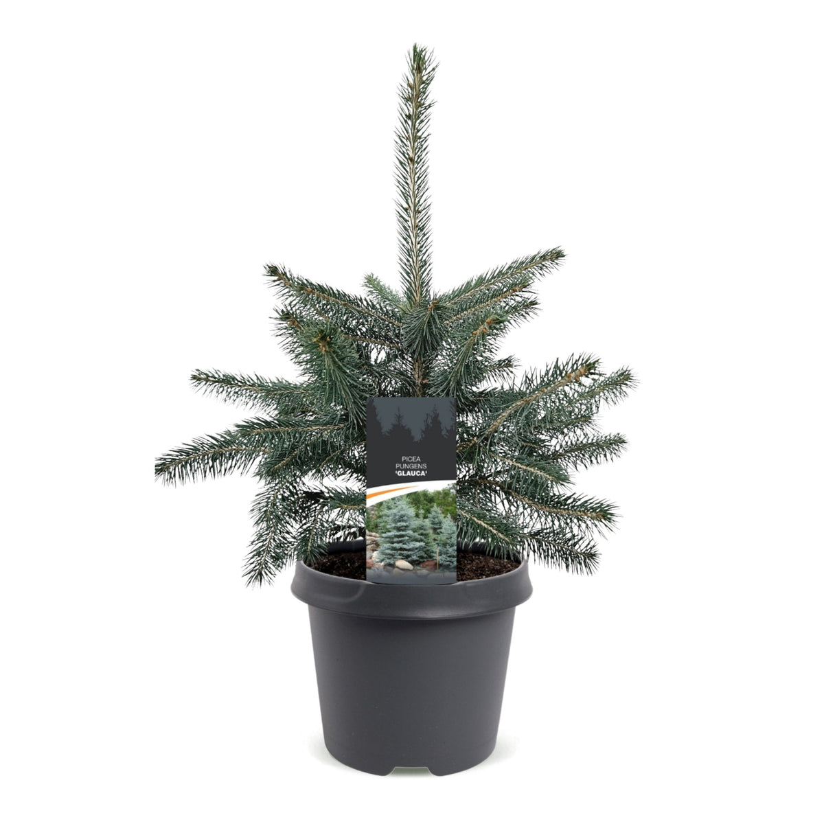 Blauwe spar als kerstboom