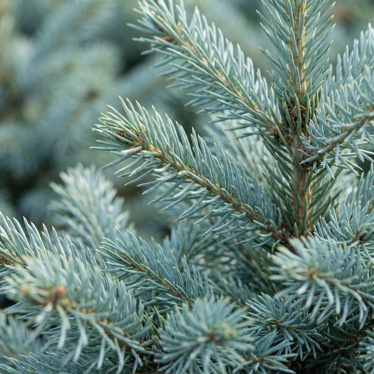 Blauwe spar Picea pungens Glauca