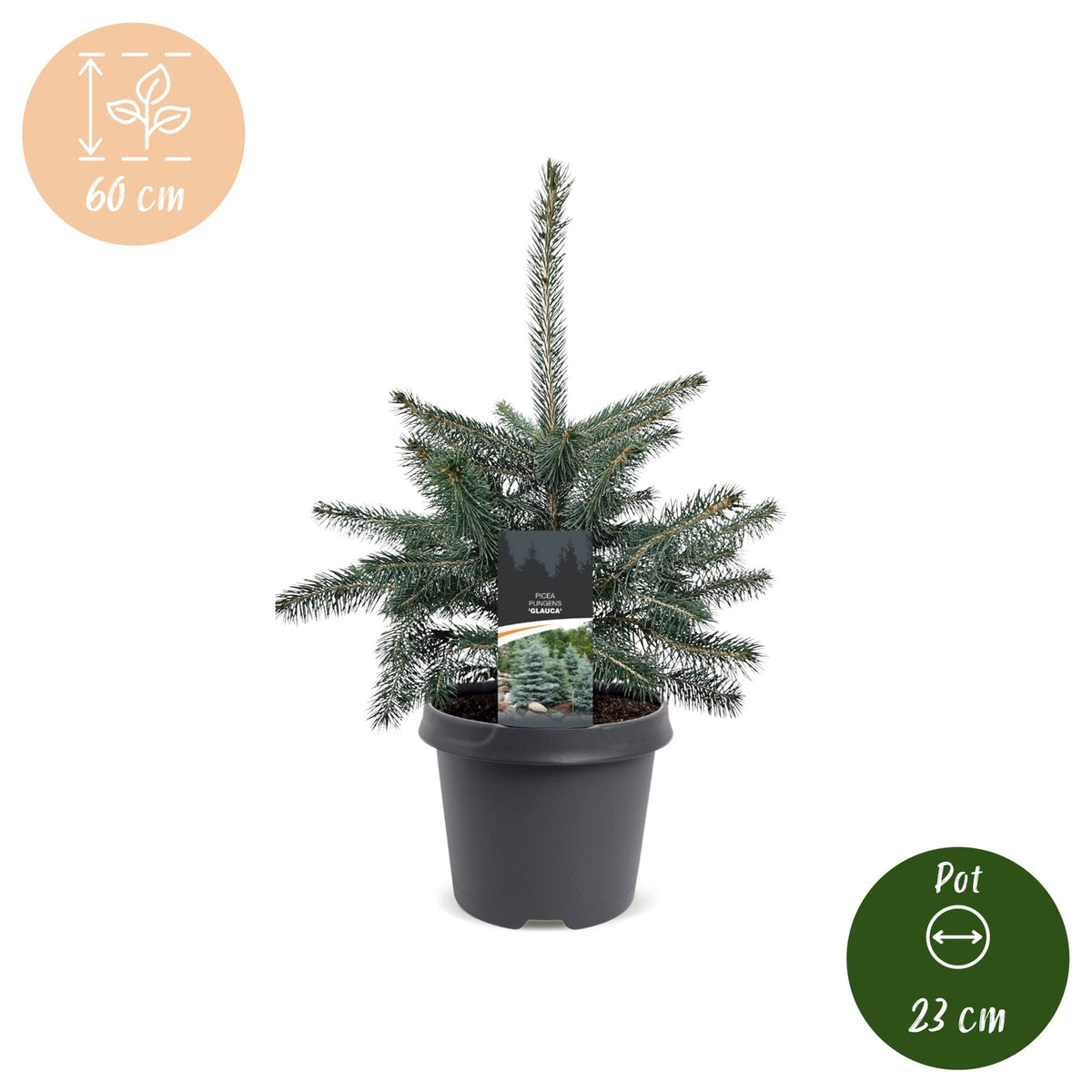 Blauwe spar Picea pungens Glauca