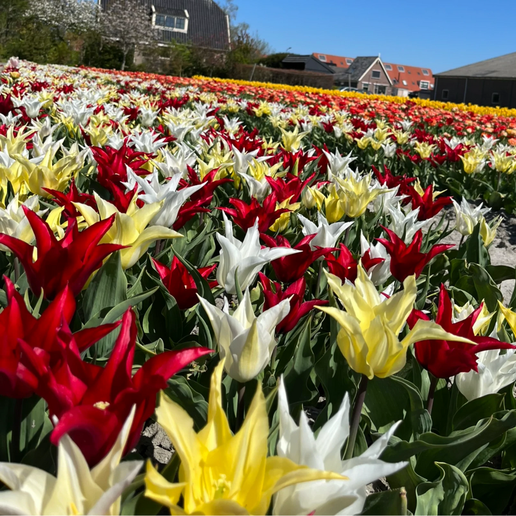 Tulpenbollen Tres Chic Mix – 20 Stuks Maat 11/12, plant in pot