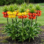 Fritillaria Imperialis Mix, detail van het blad