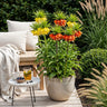 Fritillaria Imperialis Mix