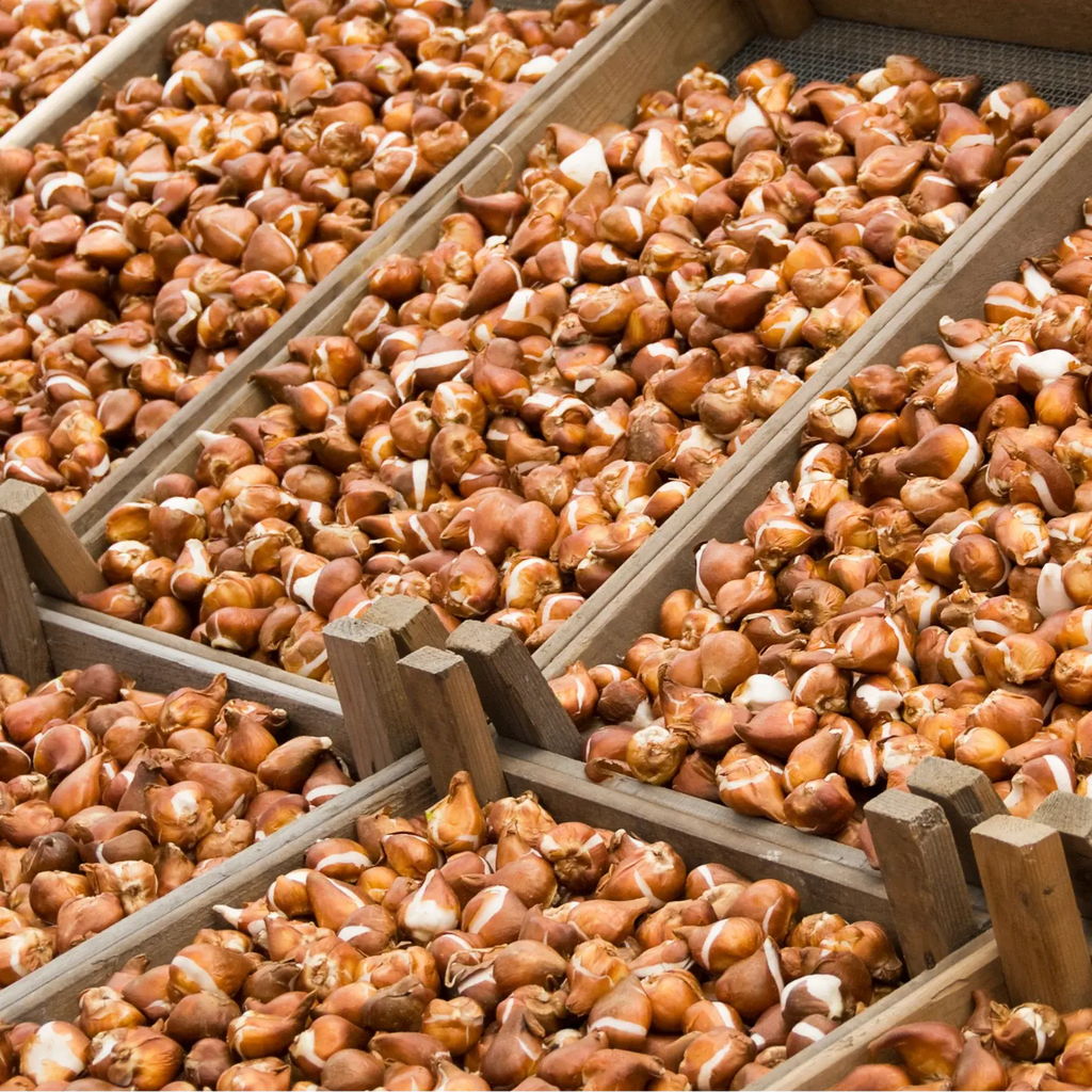 Tulpenbollen Masterpeace – 20 Stuks Maat 11/12, detail van het blad