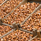 Tulpenbollen Masterpeace – 20 Stuks Maat 11/12, detail van het blad