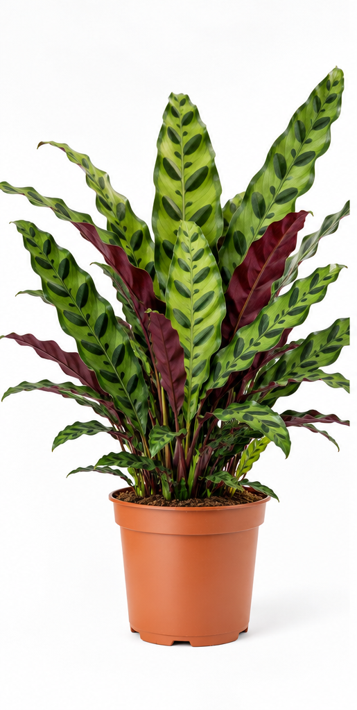 Calathea lancifolia Insignis met lange golvende bladeren in terracotta kwekerspot op lichte achtergrond