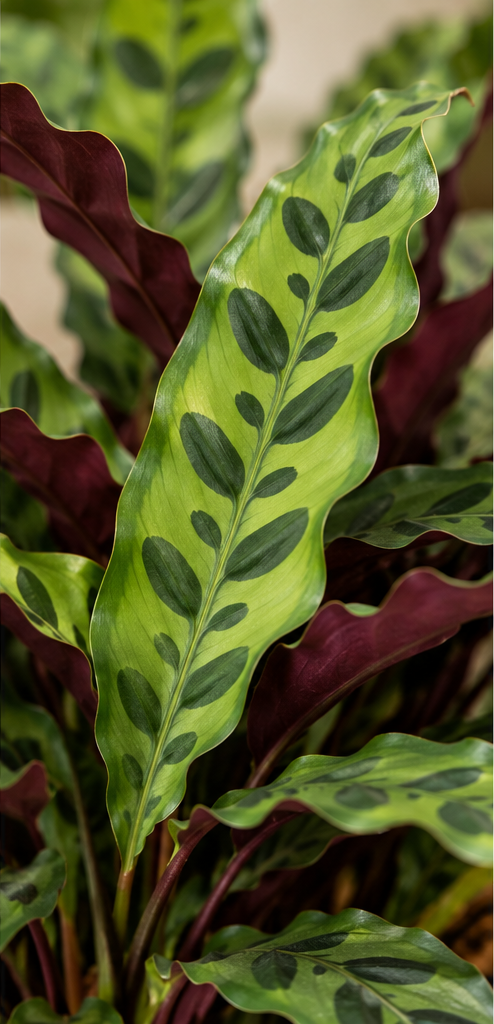 Close-up van Calathea lancifolia met donkergroene bladtekening, golvende bladranden en paarse bladonderkanten