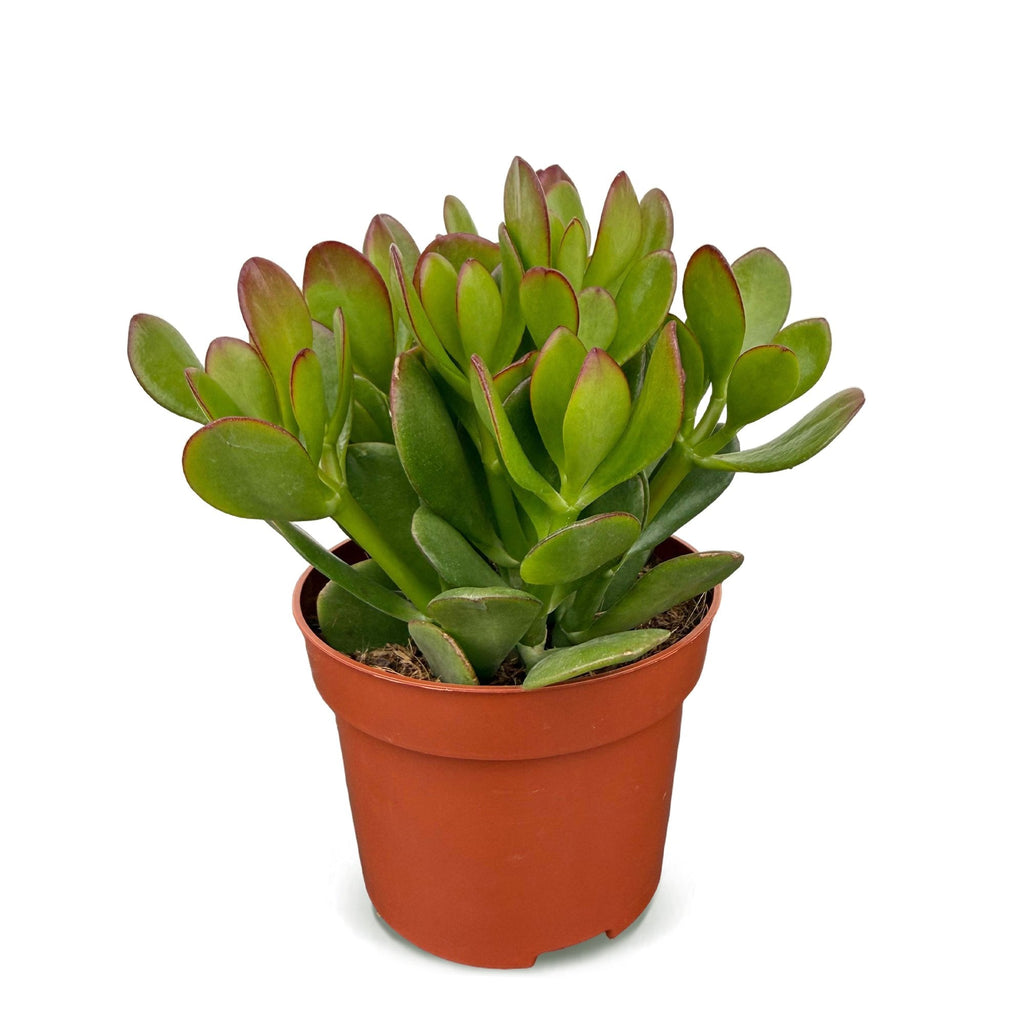 Crassula ovata jadeplant