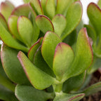 Crassula ovata jadeplant