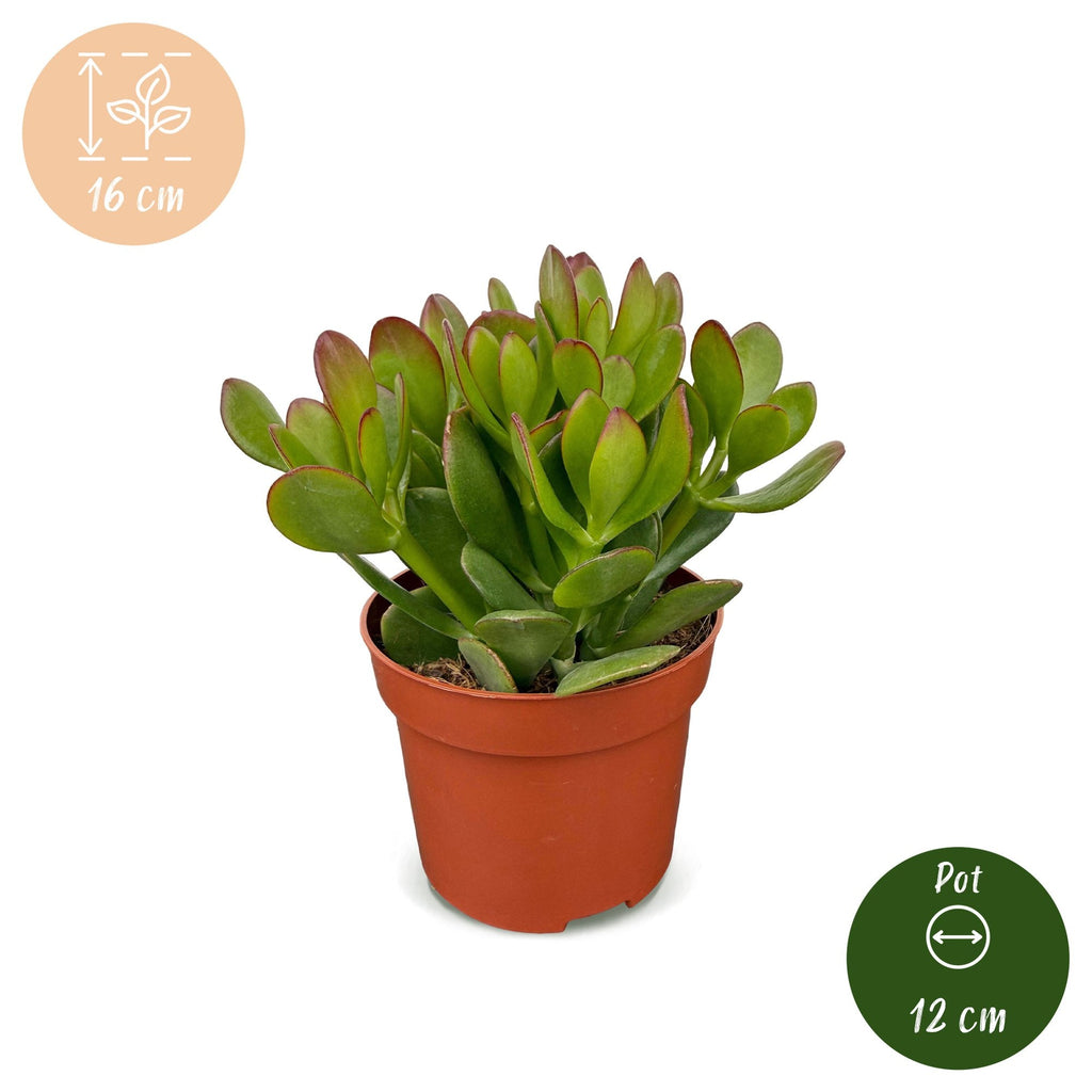 Crassula ovata jadeplant