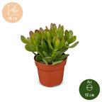Crassula ovata jadeplant