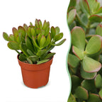 6 jadeplanten Crassula ovata