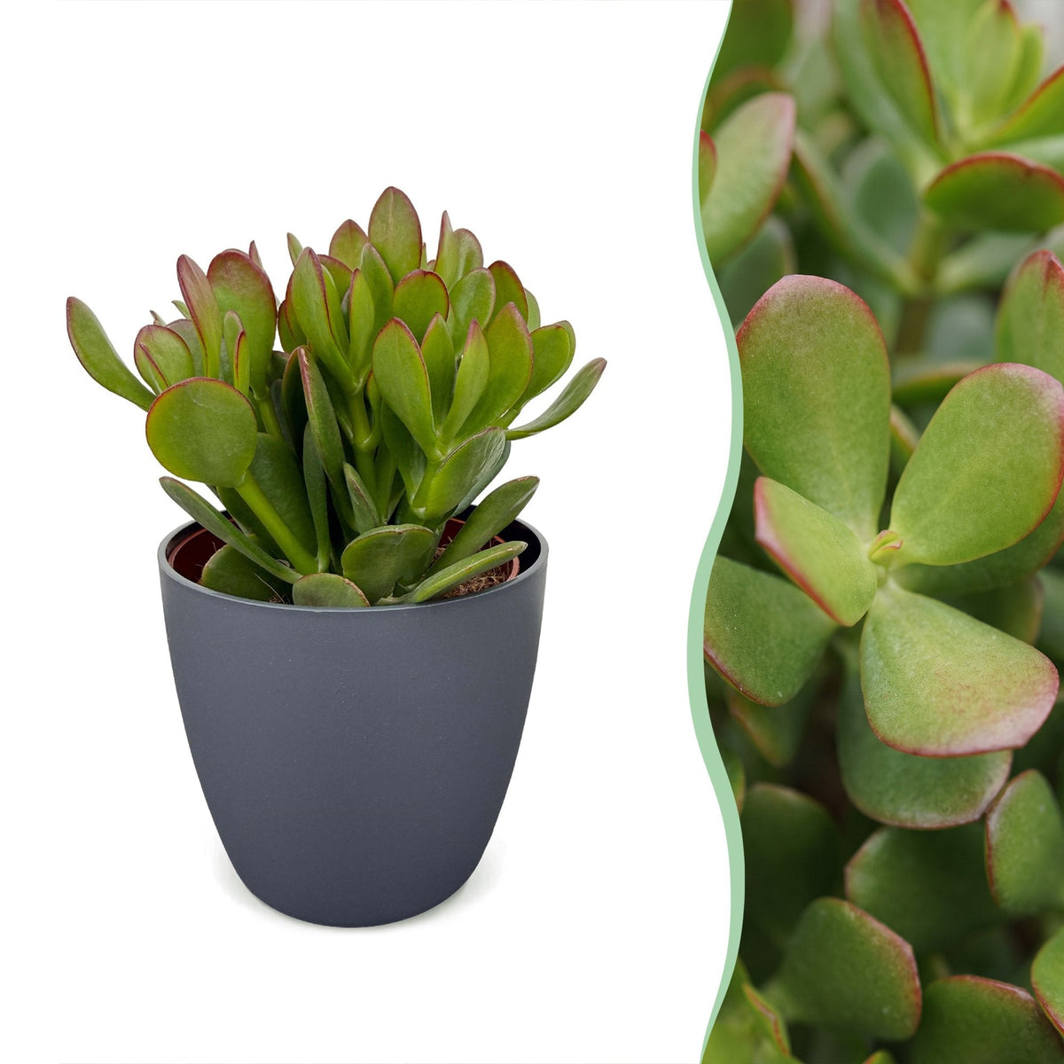 2 jadeplanten in grijze pot