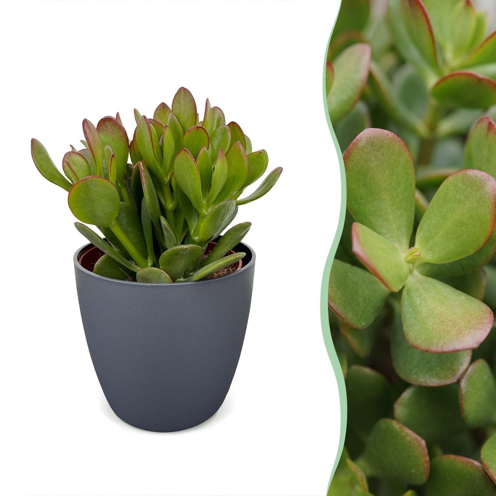 6 jadeplanten in grijze pot