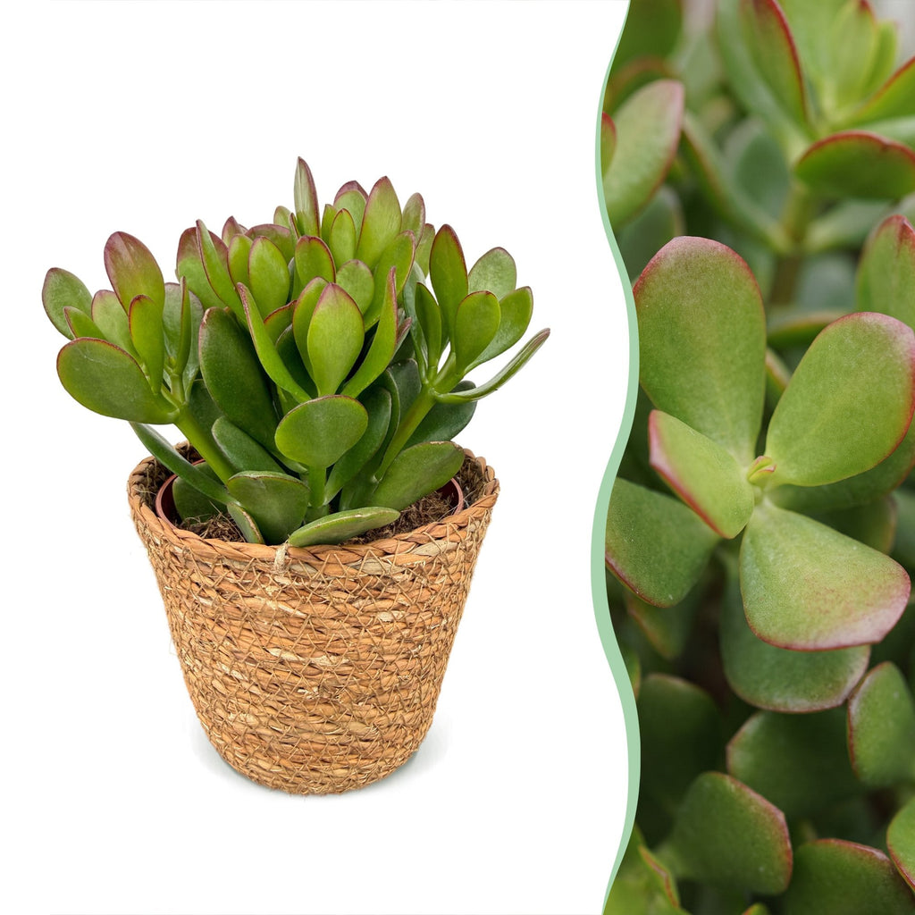 Jadeplant Crassula ovata in mand