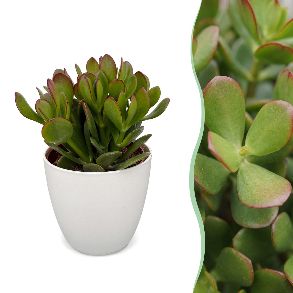 4 jadeplanten in witte pot