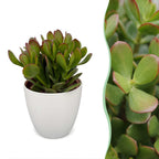 6 jadeplanten in witte pot